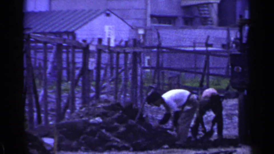 A purple-tinted final frame from the same 1953 Japan clip shows figures bending over outdoor field or garden work behind a fence.