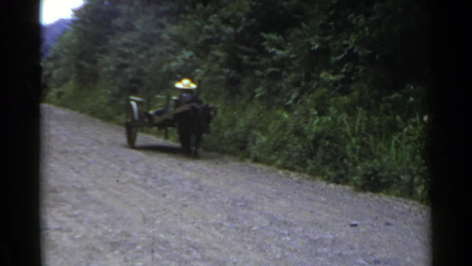 Closer 1953 Japan view of a straw-hatted driver with a horse-drawn cart beside dense roadside vegetation.