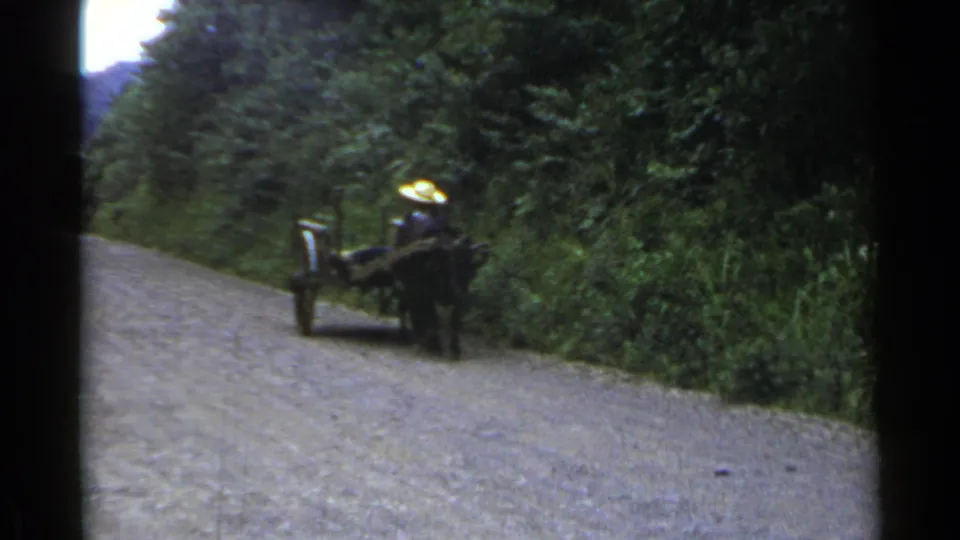 1953 Japan home-movie frame of a horse-drawn cart moving past dense trees on a rural gravel road.
