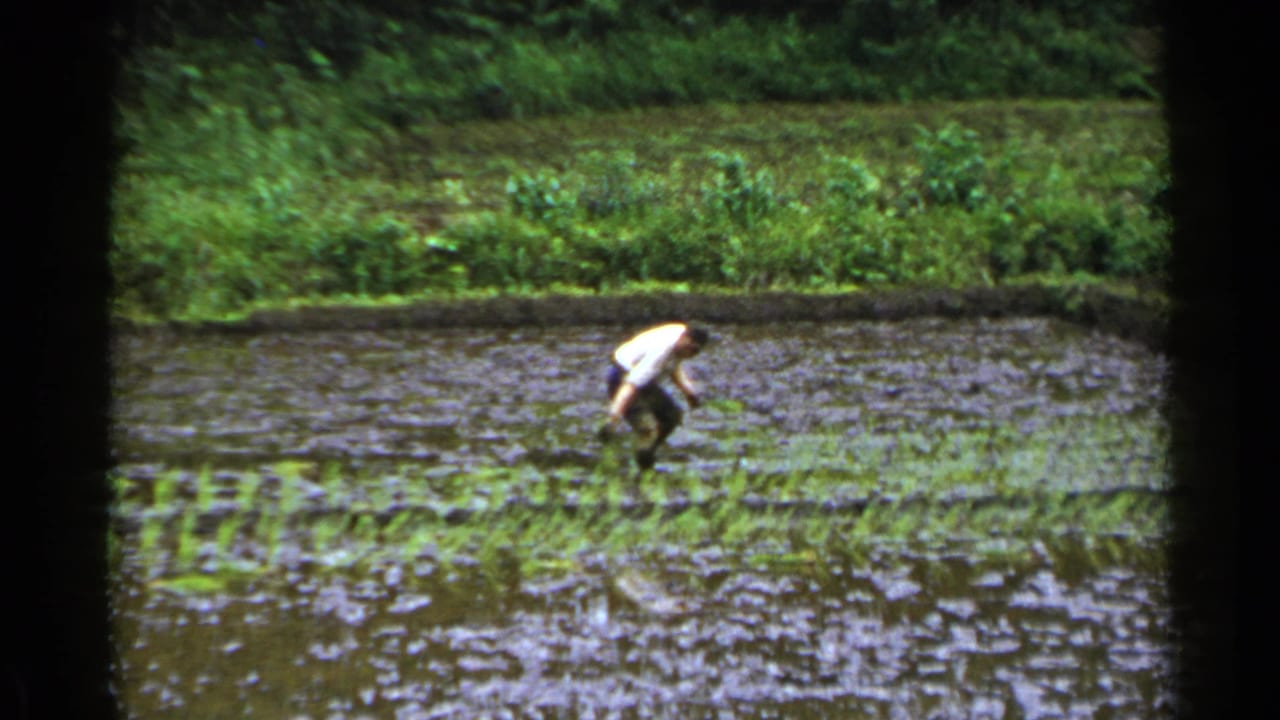 1953 Japan 8mm frame of a man in a white shirt bending to plant seedlings by hand in a flooded rice paddy.