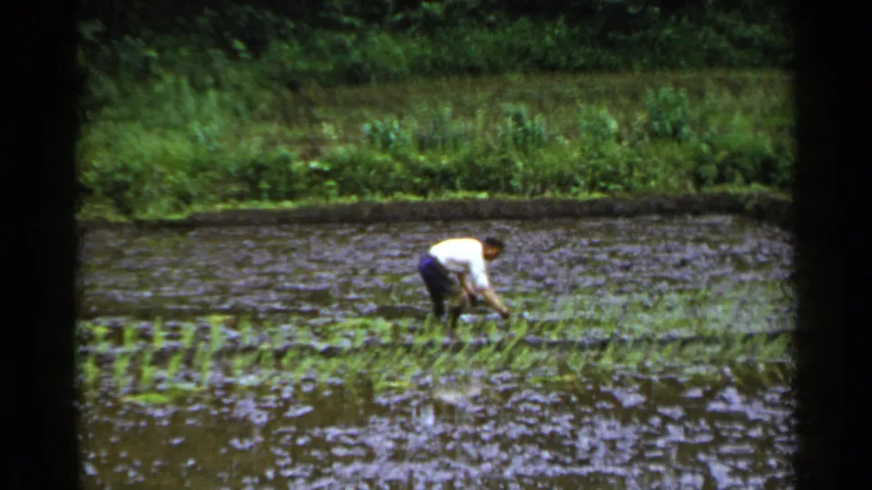 1953 Japan 8mm frame showing a worker bent over in a flooded rice field, tending rows of young rice plants.