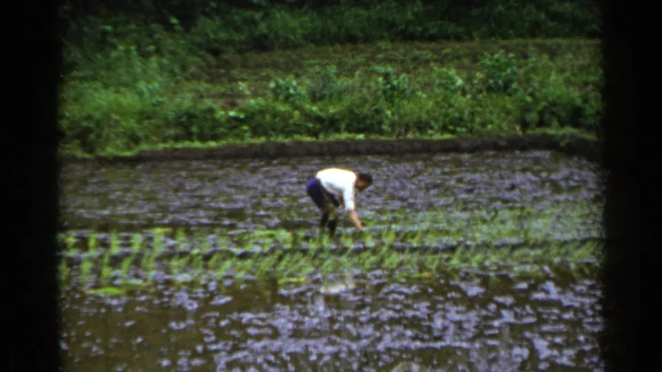 1953 Japan 8mm frame of a man planting or tending rice seedlings in muddy water, with dense green growth beyond the paddy.