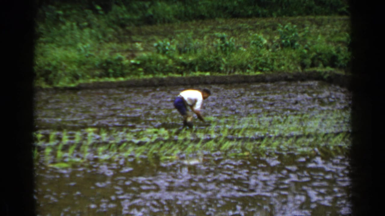 A distant worker in a white shirt and dark pants plants rice seedlings by hand in a flooded paddy in Japan, 1953.