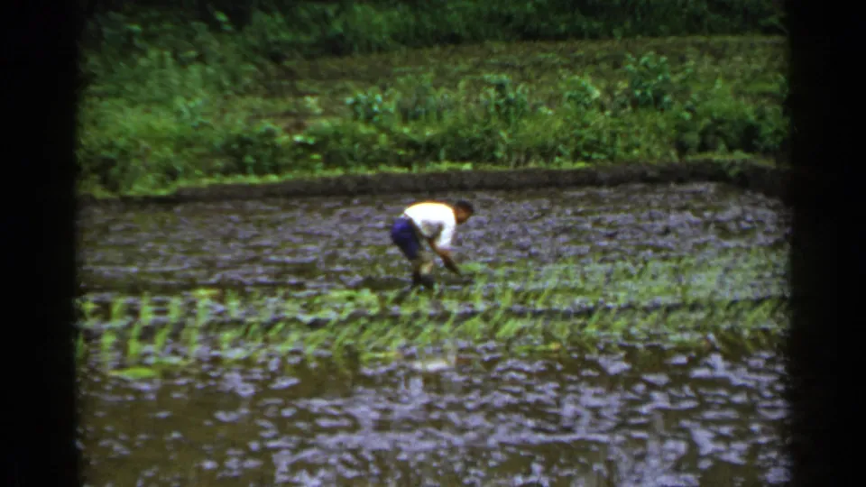 A distant worker in a white shirt and dark pants plants rice seedlings by hand in a flooded paddy in Japan, 1953.