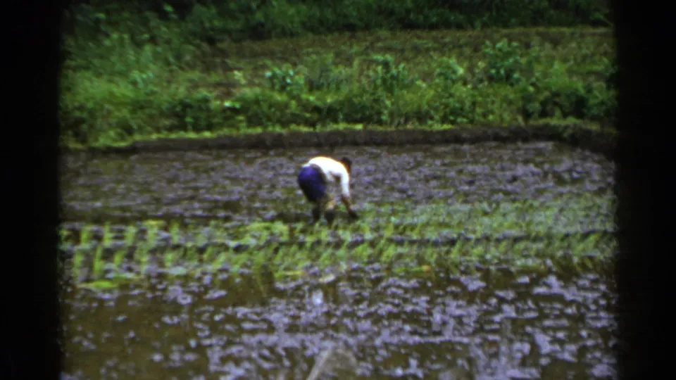 Distant 8mm frame of a worker bent deeply over young rice plants in a flooded Japanese paddy, with dense greenery beyond.