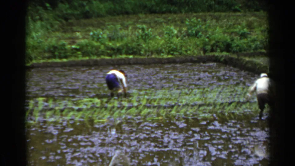 1953 Japan frame with one worker bent over rice seedlings and a second worker partly visible at the right edge of the flooded field.