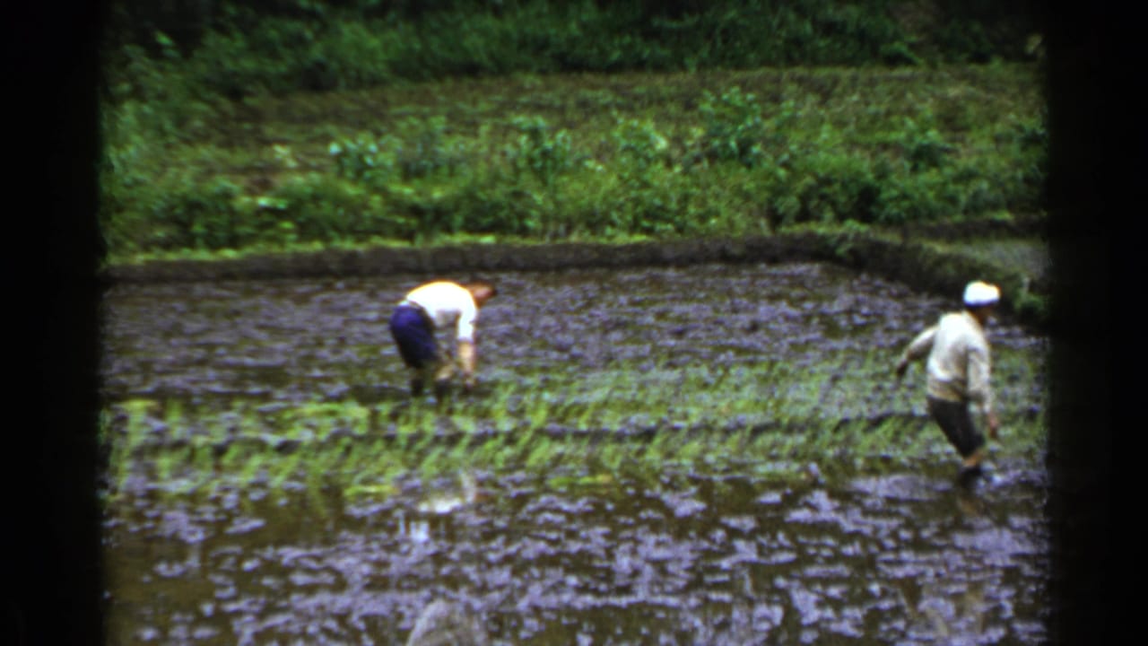 Two men work in a flooded rice paddy with green field banks behind them.