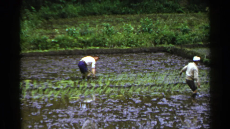 In 1953 Japan footage, two men stand in a flooded paddy as one bends near rice seedlings and the other moves through the water.