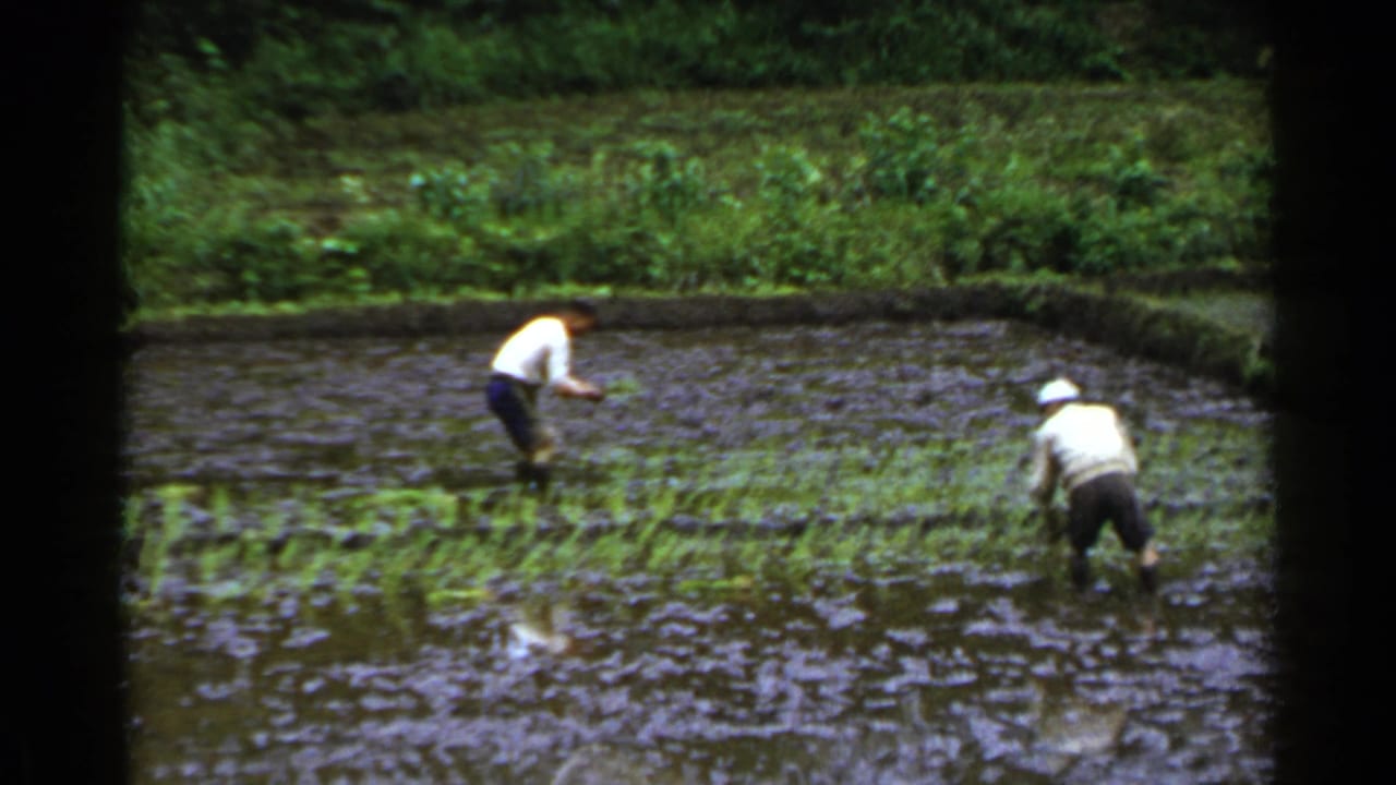 Two men in light shirts work separately in a flooded rice paddy in Japan, with green vegetation and field edges in the background.