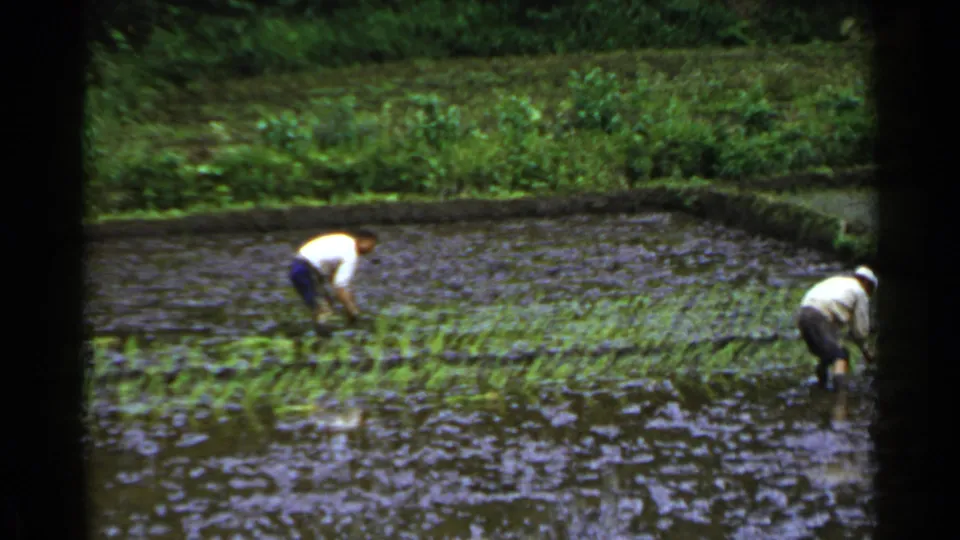 In the 1953 Japan home-movie frame, both men bend toward the water as they tend or plant rice seedlings in a flooded paddy.