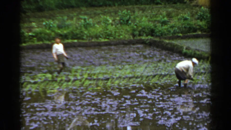 A man in a cap bends in the flooded rice paddy while another worker stands farther back, framed by green field banks in Japan.