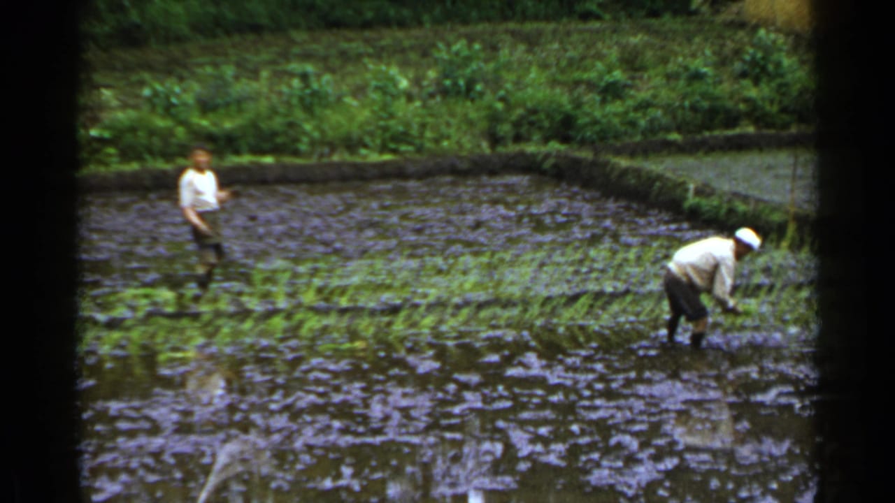 Two farmers stand in a flooded rice paddy with rows of seedlings.