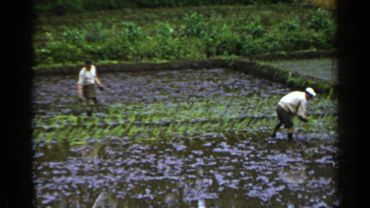 One farmer bends to plant seedlings while another stands farther back in the paddy.