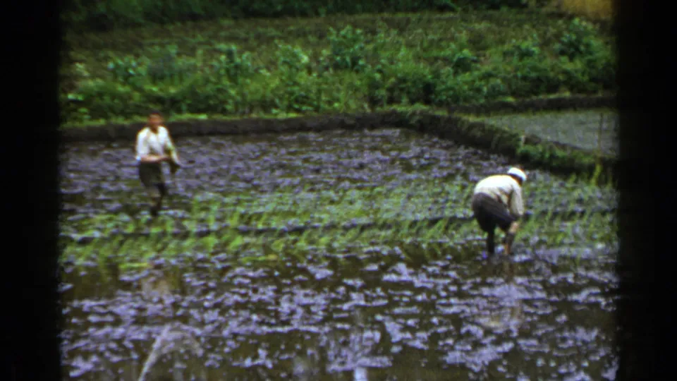 Two adult farmers work apart in a muddy flooded paddy in Japan, with young rice plants visible across the water.