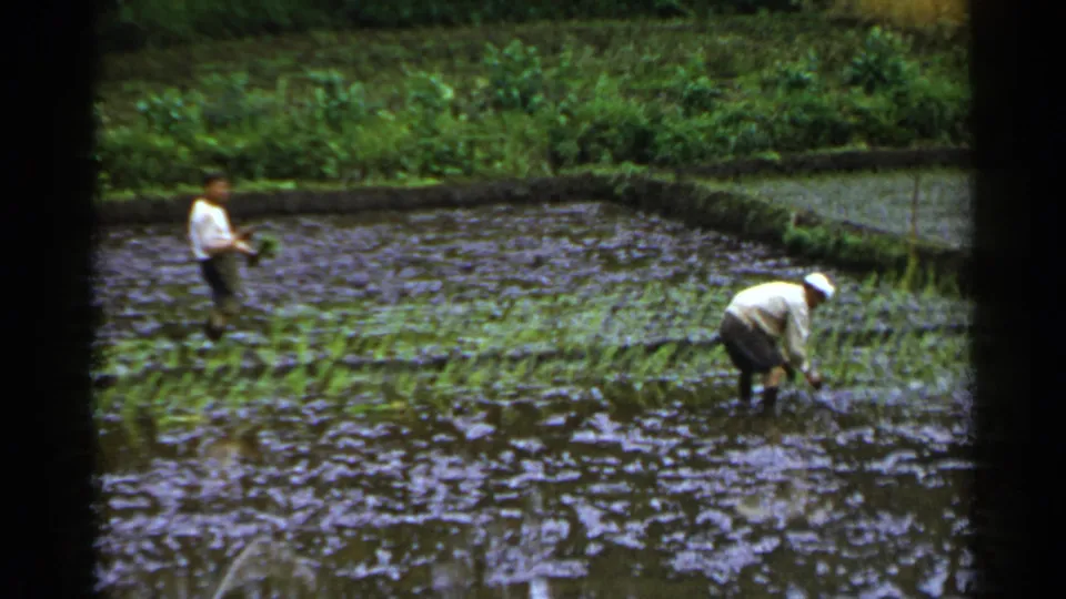 A farmer in a white cap bends over rice seedlings in a flooded Japan paddy, with a second worker standing nearby in the water.