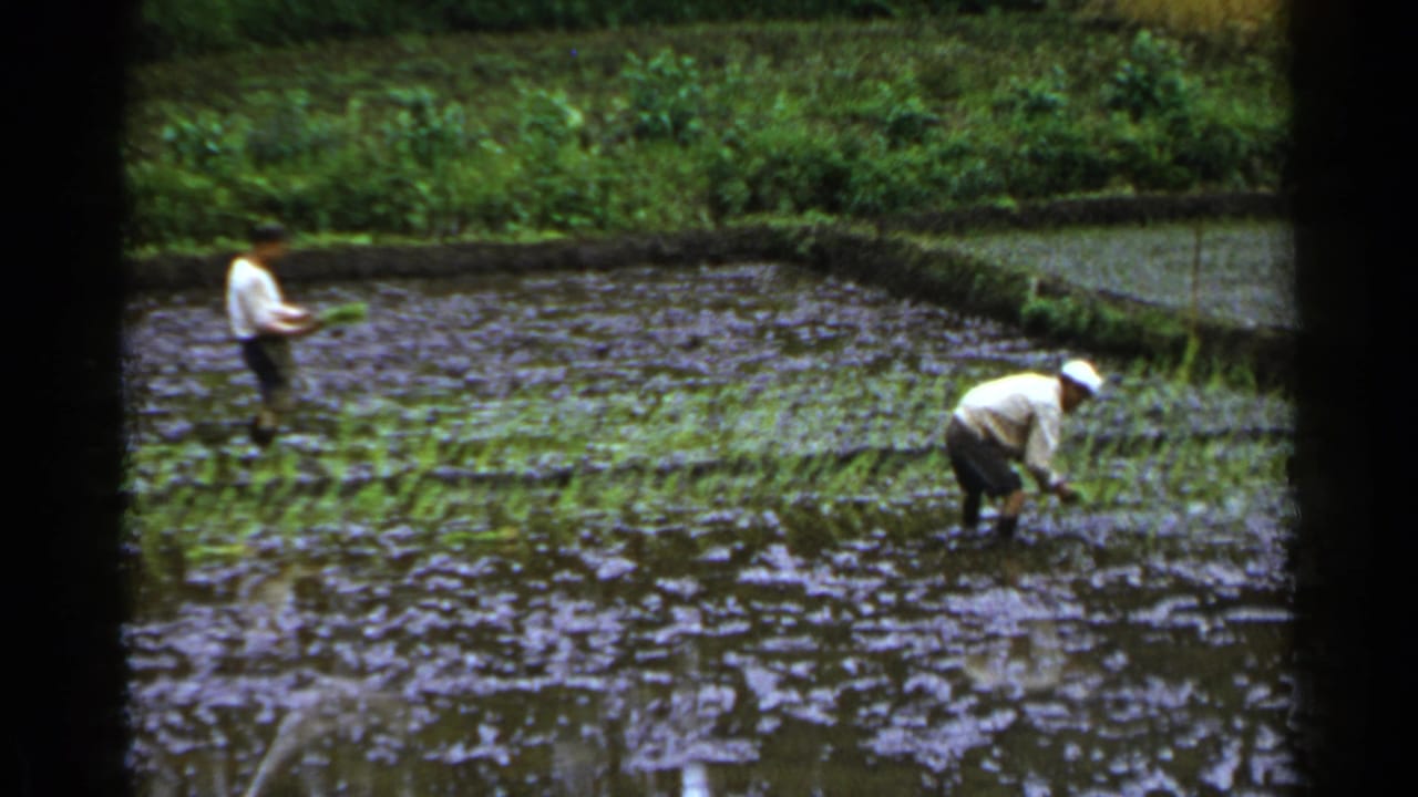 Two farmers stand in a flooded paddy field with rows of rice seedlings.