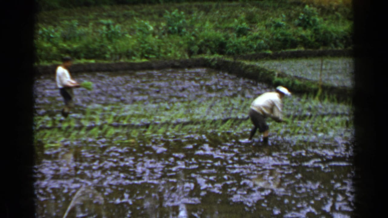 In a rural Japan paddy, two farmers continue hand planting seedlings in shallow muddy water.