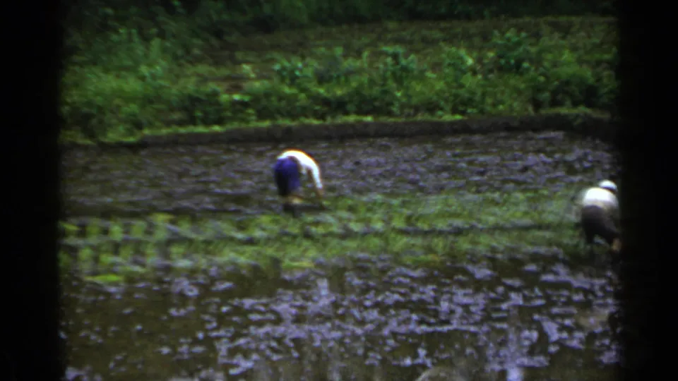 Two farmers bend over in a flooded Japanese rice paddy, placing seedlings into the waterlogged soil.
