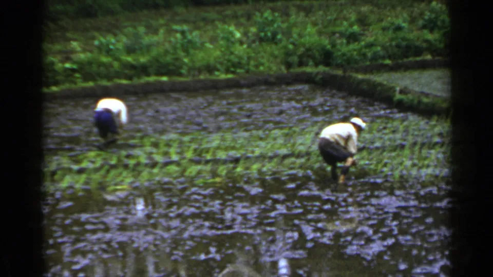 The closing frame shows rice seedlings spread across the flooded paddy as two farmers continue hand planting.