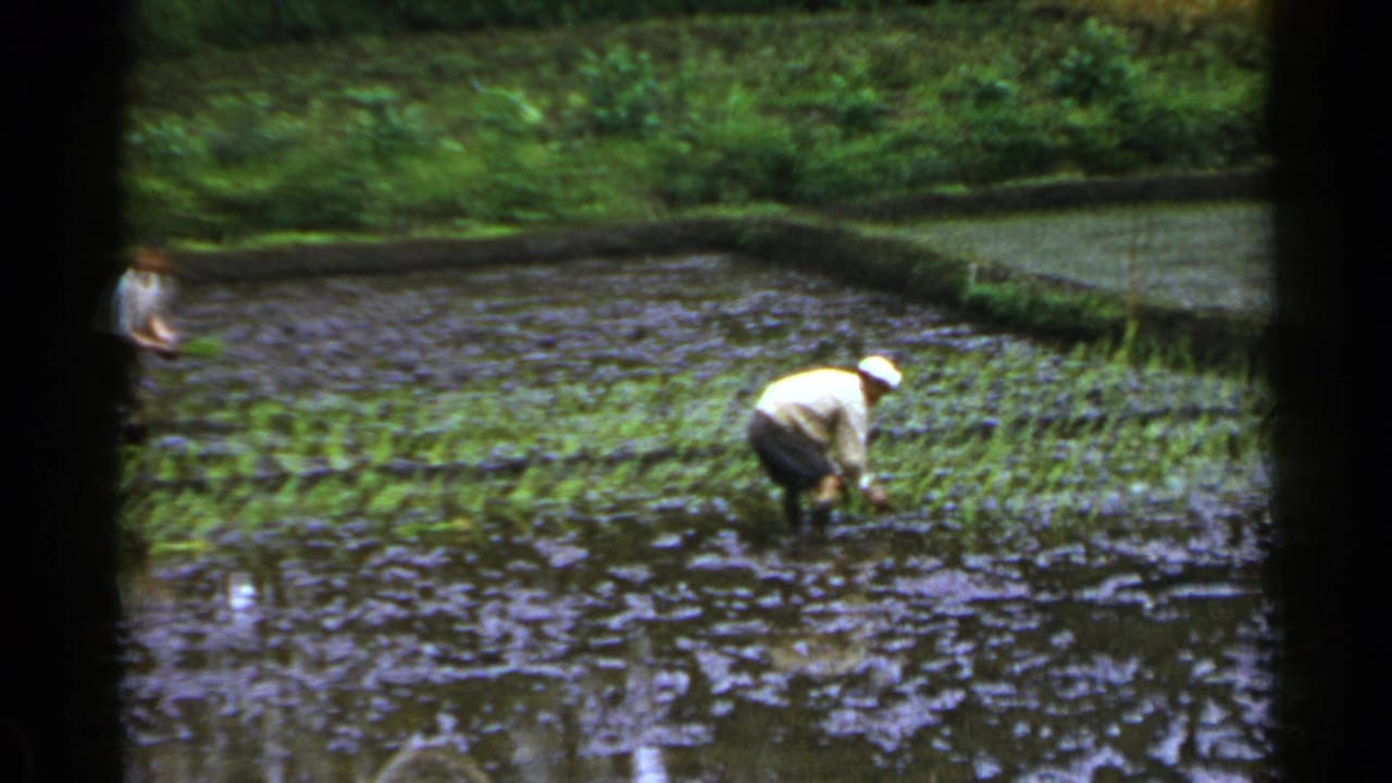 Farmers work in flooded rice paddies with green seedlings and field ridges.