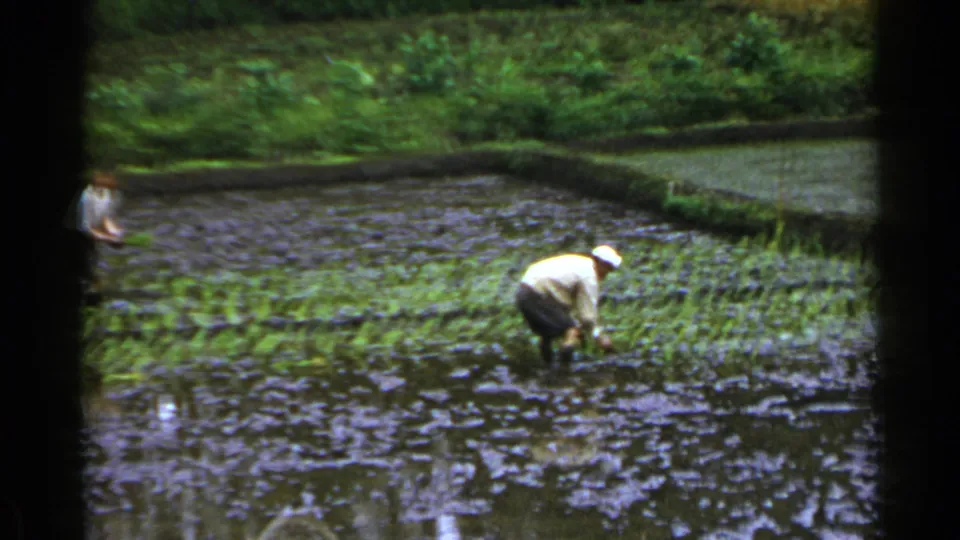 In 1953 Japan, farmers in light clothing and hats bend over in flooded rice paddies bordered by greenery.