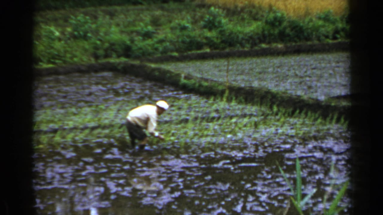 A farmer in a white hat works by hand in a flooded rice paddy in Japan, with planted rows and vegetation behind.