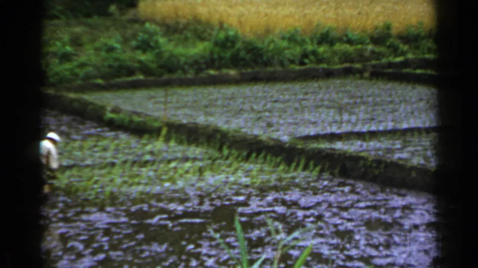A partly framed worker stands in a flooded paddy while terraced field divisions and young rice plants fill the scene.