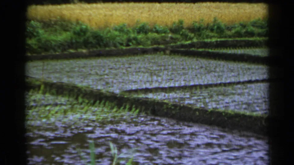 Flooded rice fields in Japan show neat rows of seedlings, earthen paddy borders, and dense vegetation in soft 8mm color.