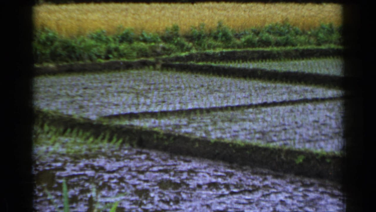Flooded terraced rice paddies bordered by earthen banks and greenery.