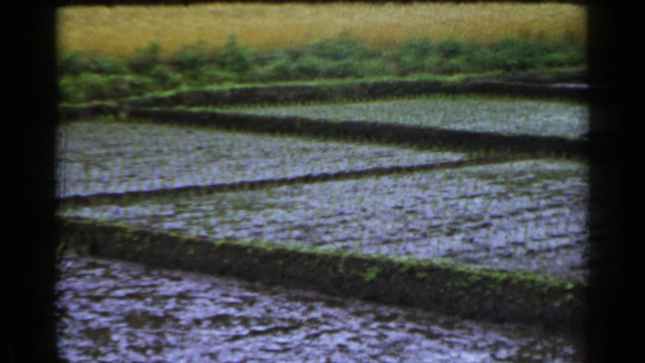 1953 Japan 8mm frame of water-filled rice paddy tiers, dark earthen paths, and vegetation in the background.