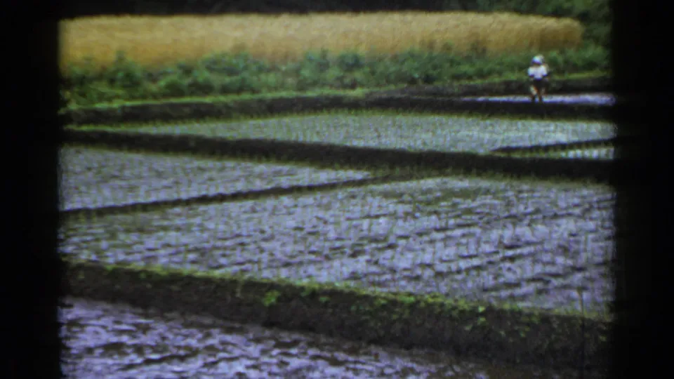 1953 Japan 8mm frame showing a distant worker in a white shirt beside terraced flooded rice paddies.