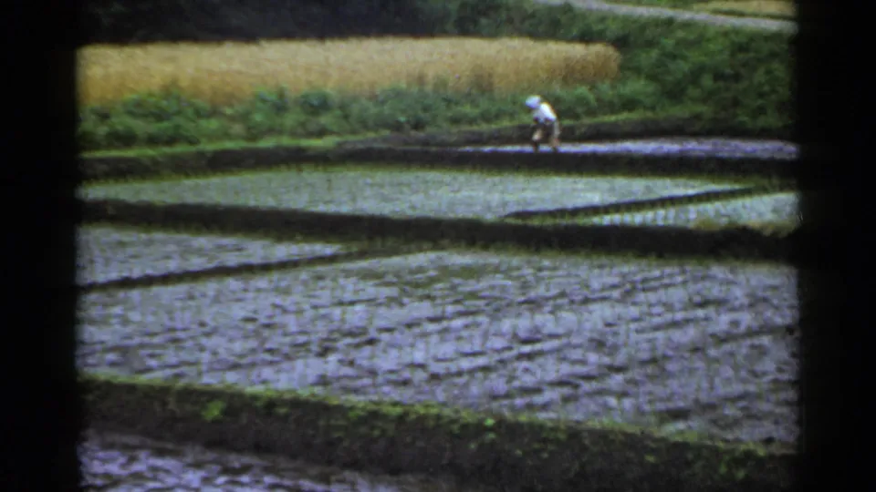 1953 Japan 8mm frame with a distant person bending along a terraced rice paddy bordered by water and greenery.