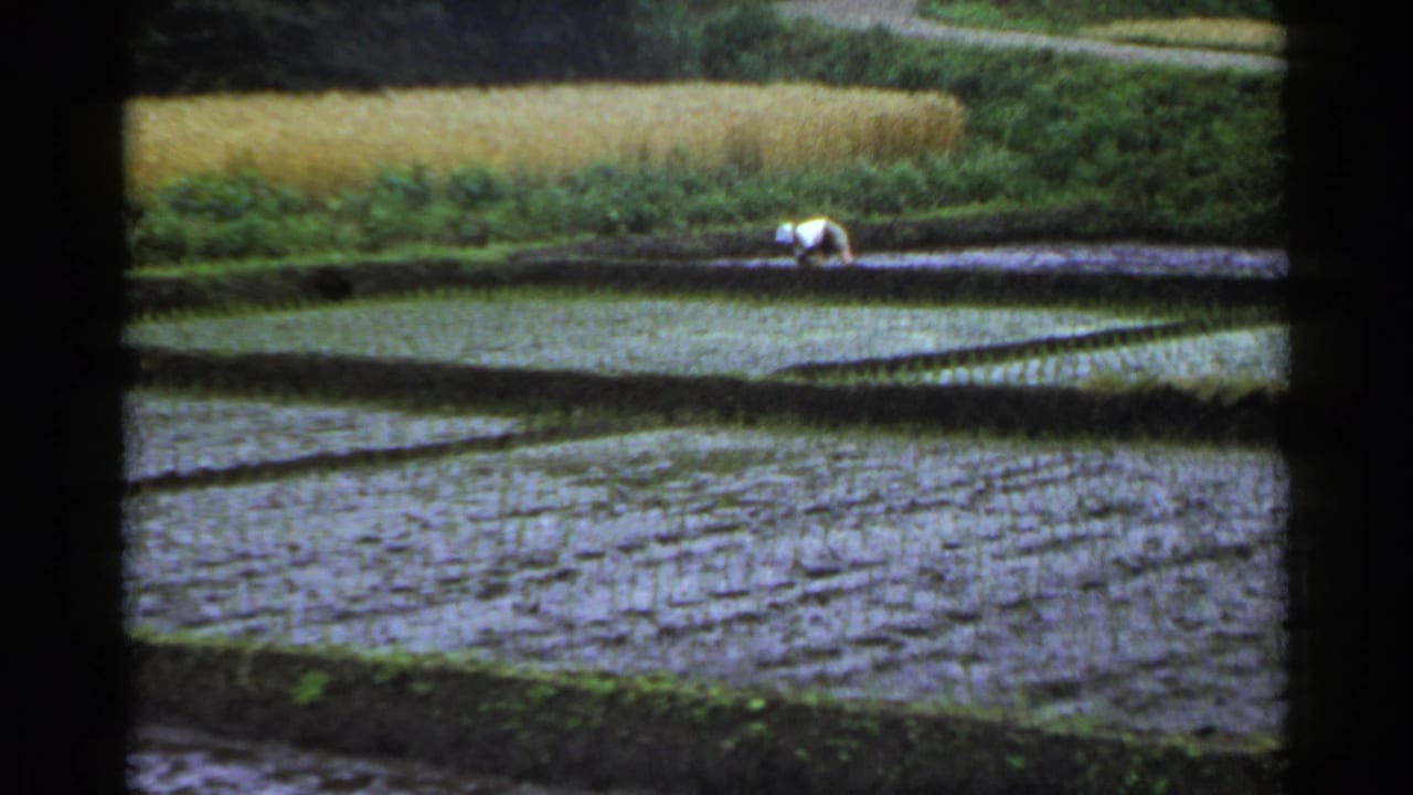 1953 Japan 8mm frame showing a distant man tending seedlings in a waterlogged rice paddy bordered by green vegetation.