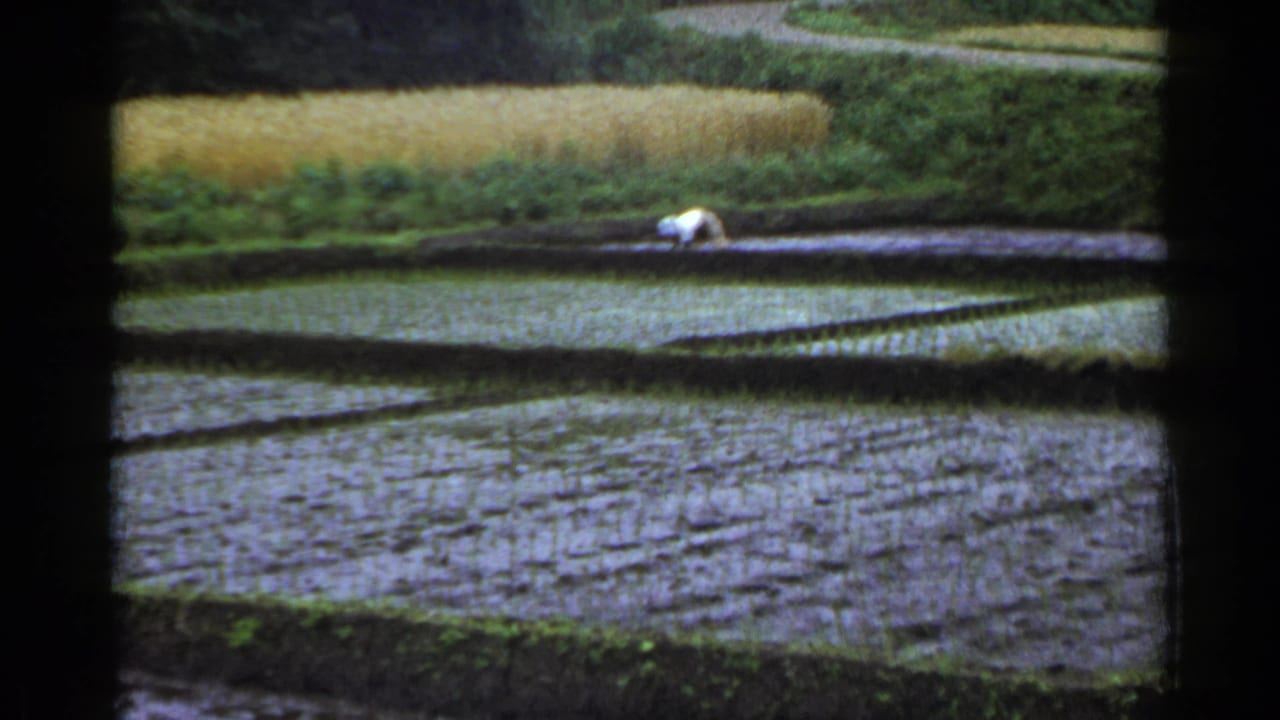 1953 Japan home-movie frame with a worker tending rice seedlings across a flooded terraced paddy.