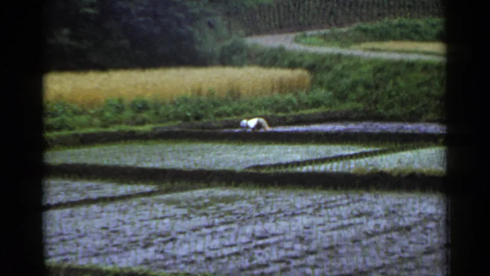 1953 Japan 8mm still showing a man working at the edge of a flooded rice paddy under natural daylight.