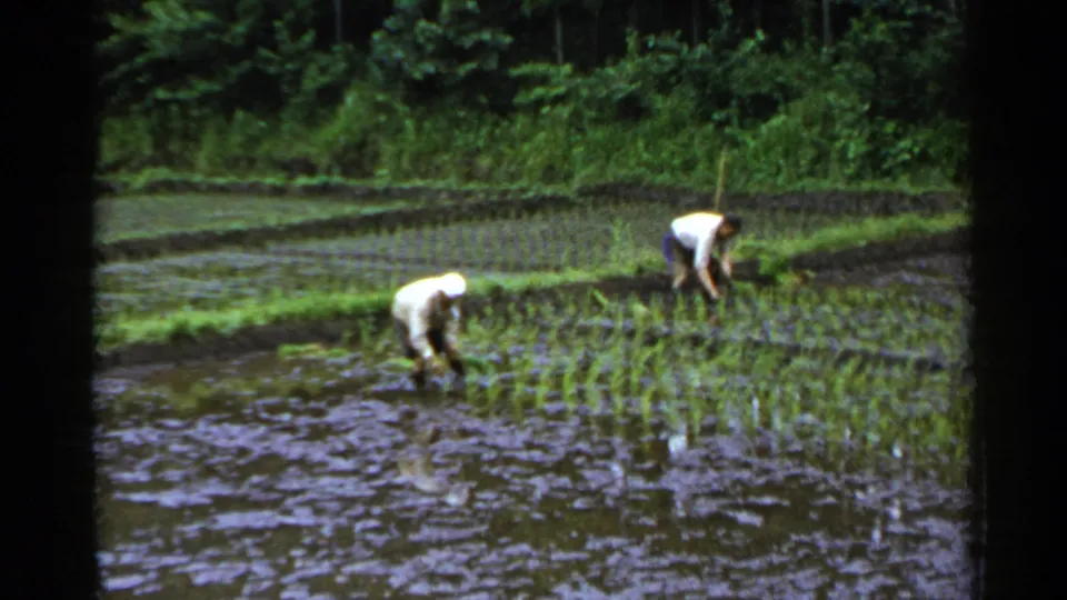 1953 Japan 8mm frame showing two men in light shirts tending rice seedlings in a waterlogged paddy.