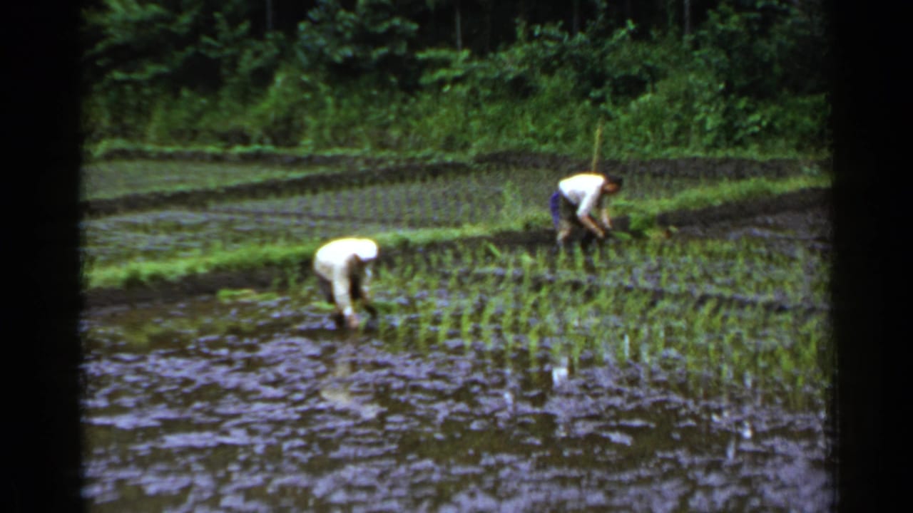 Two workers bend over in a flooded rice paddy with seedlings and trees behind them.