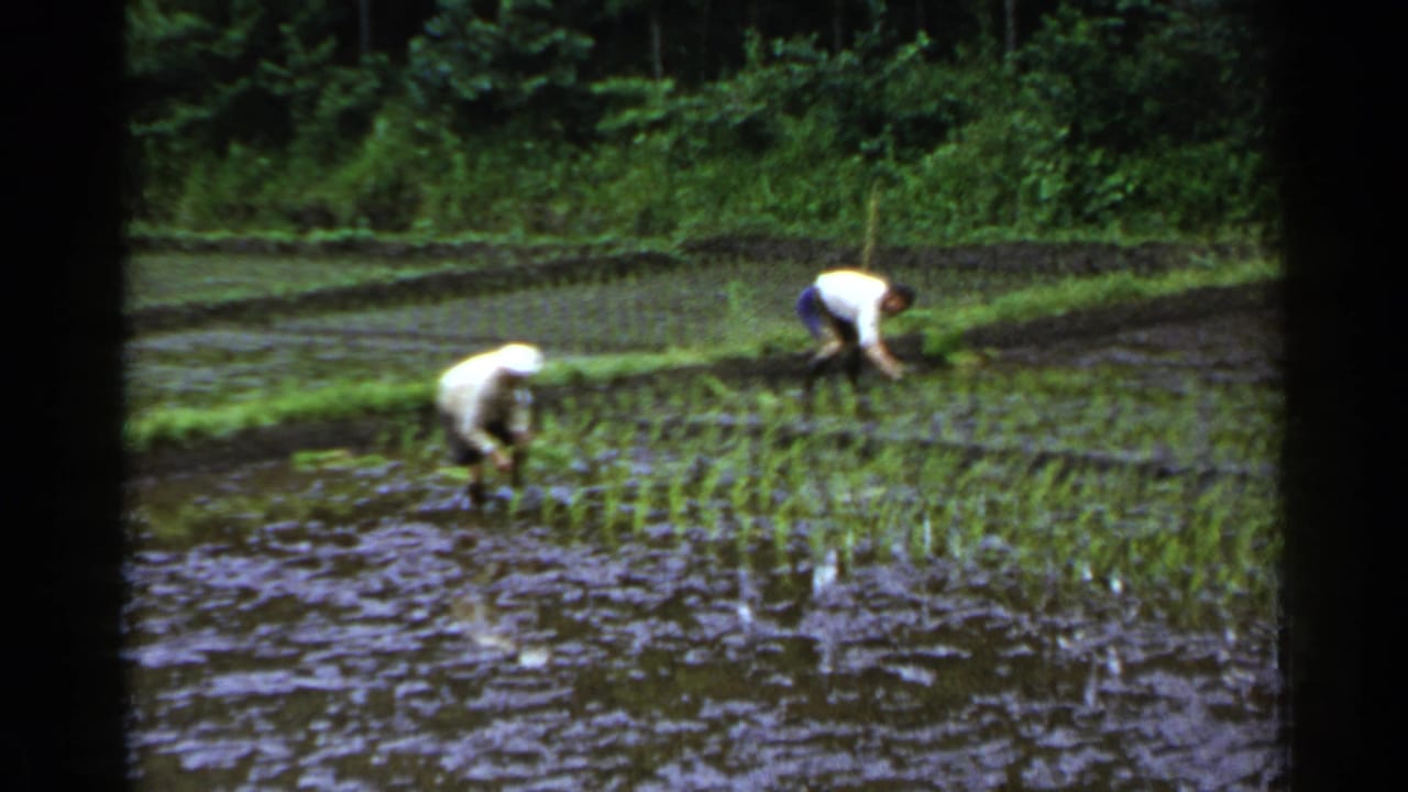 Two field workers continue tending a flooded rice paddy in Japan, with small seedlings and a dense green background visible.