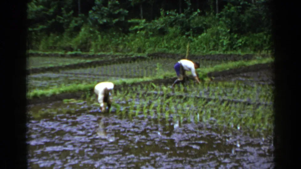 One worker bends near the foreground seedlings as another tends the far edge of a flooded rice field in archival 1950s Japan footage.