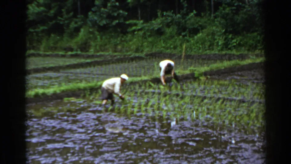 Two distant workers in light shirts tend rows of young rice plants in a flooded Japanese paddy field, filmed on 8mm in 1953.