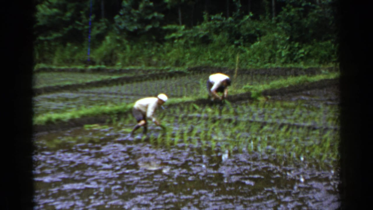 Two farmers bend over in a flooded rice paddy bordered by green vegetation.