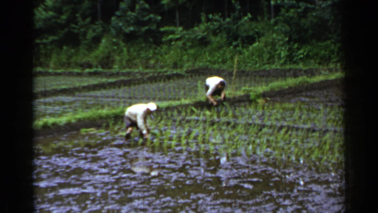 Two farmers in light shirts and hats bend over rows of seedlings in a flooded Japanese paddy field.