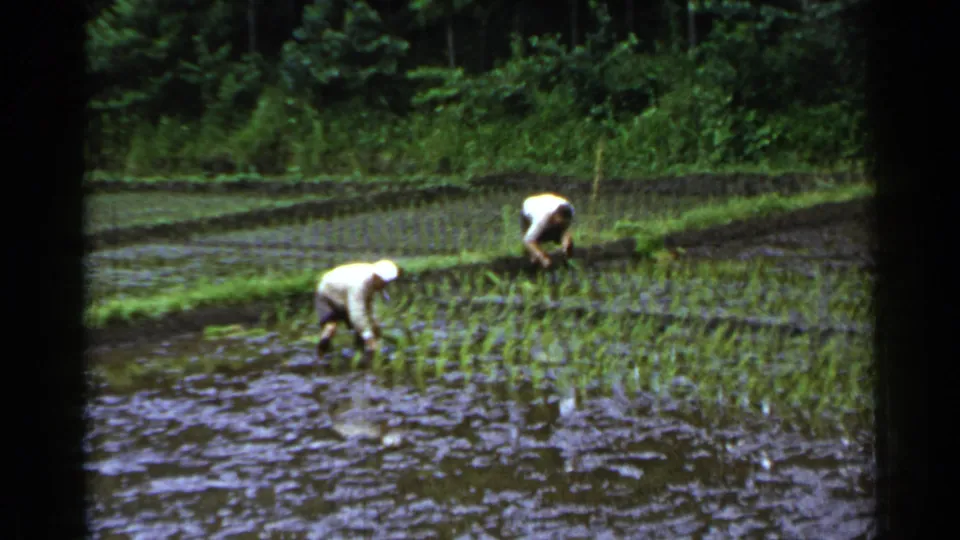 Two farmers in light shirts and hats bend over rows of seedlings in a flooded Japanese paddy field.