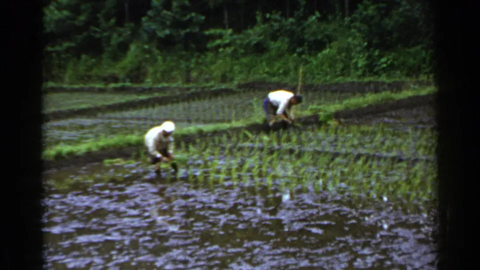 Home-movie still from 1953 Japan showing two farmers spaced apart while planting seedlings in reflective paddy water.