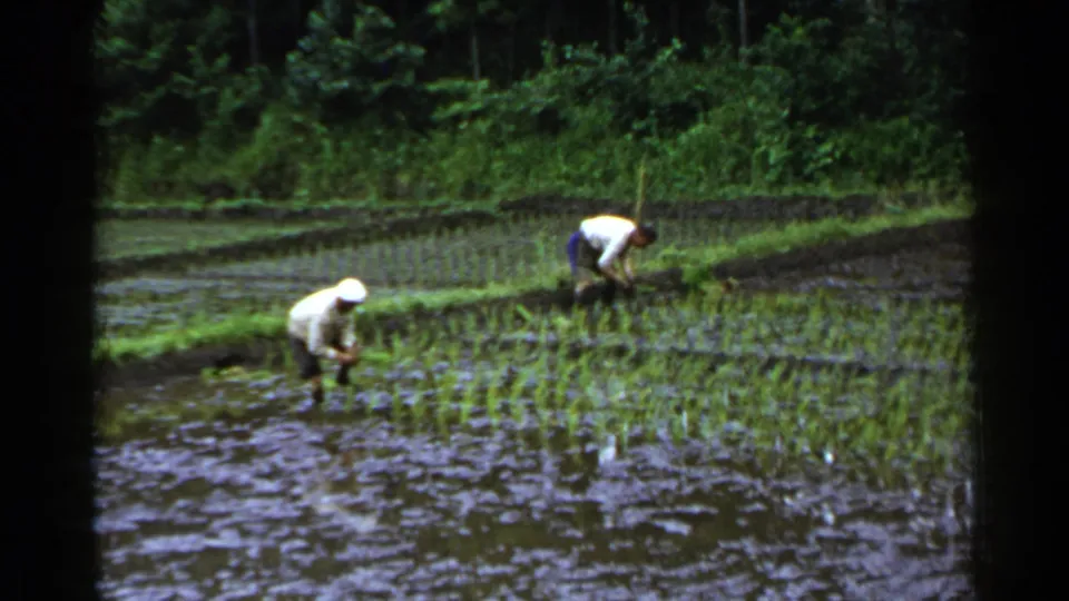 Two distant farmers continue hand-planting rice seedlings in a flooded paddy, with dense greenery beyond the field.