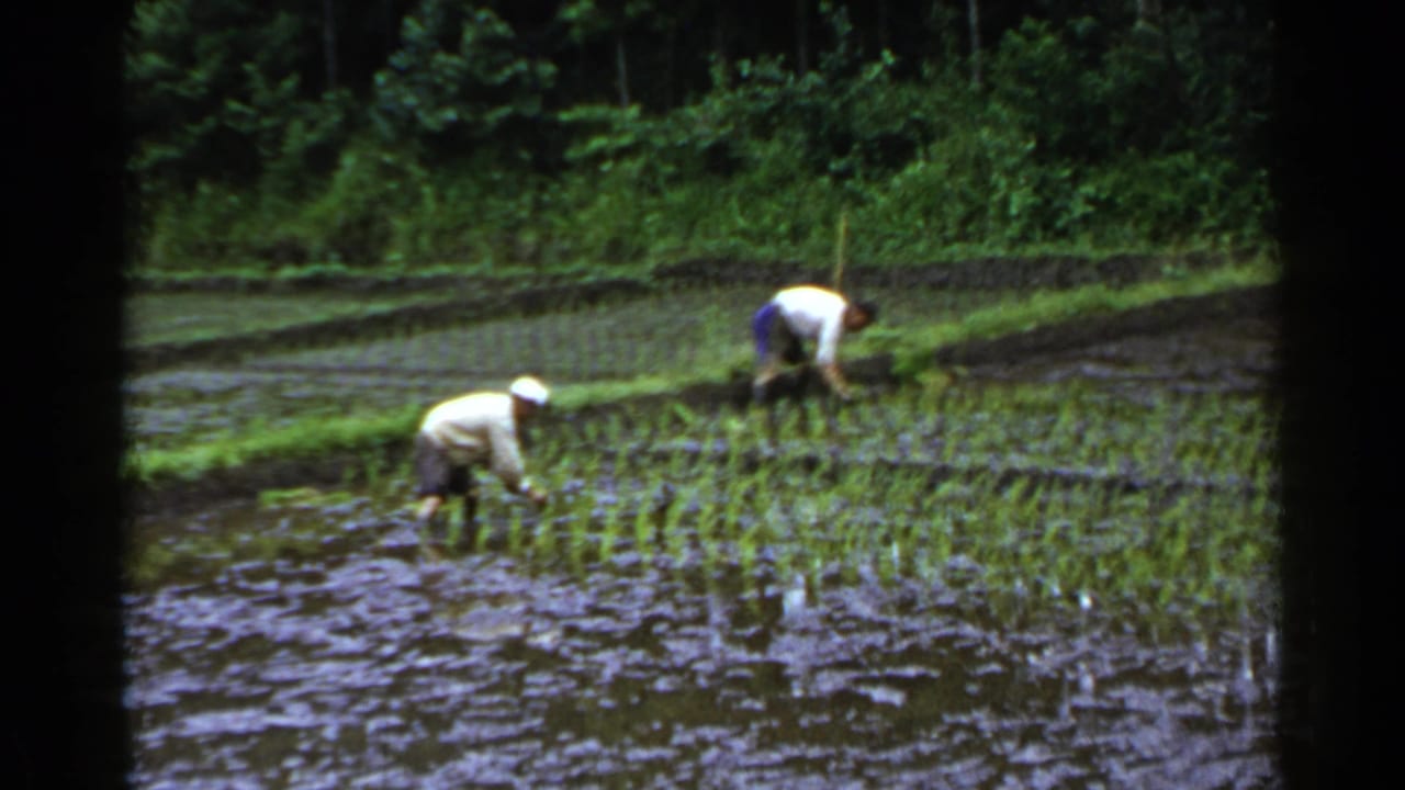 Two men bend over in flooded rice paddies while planting seedlings near a green field edge.