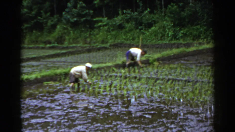 1953 Japan home-movie frame showing two men transplanting rice seedlings by hand in flooded terraced paddies.