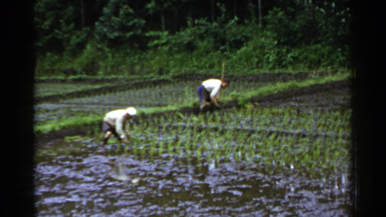Two field workers plant rice seedlings in shallow water with wooded greenery behind them.