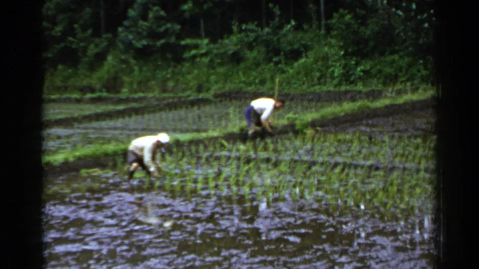 Two men continue hand planting rice seedlings in a flooded paddy, filmed from a distant 8mm home-movie viewpoint in Japan.