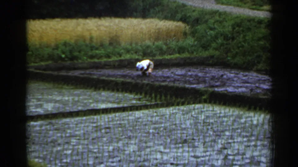 A distant worker bends over a muddy terrace beside flooded rice rows, with a pale field and greenery behind him.